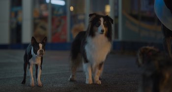 Movie still from “Strays” (2023), directed by Josh Greenbaum – Two dogs standing next to each other on the sidewalk; Wide shot, Low angle