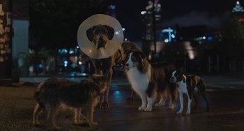 Movie still from “Strays” (2023), directed by Josh Greenbaum – A group of dogs standing next to each other on a sidewalk; Wide shot, Low angle