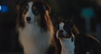 Movie still from “Strays” (2023), directed by Josh Greenbaum – A dog and a puppy are standing next to each other; Close Up shot, High angle