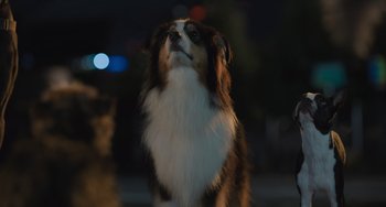 Movie still from “Strays” (2023), directed by Josh Greenbaum – A brown and white dog standing on top of a street; Close Up shot, Low angle