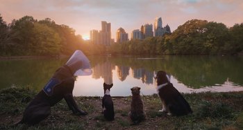 Movie still from “Strays” (2023), directed by Josh Greenbaum – A group of dogs sitting next to a body of water; Extreme Wide shot, High angle