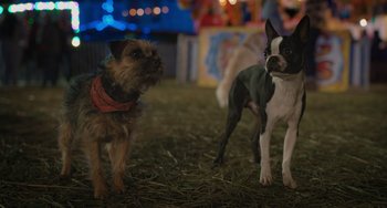 Movie still from “Strays” (2023), directed by Josh Greenbaum – Two small dogs standing next to each other on the grass; Close Up shot, Low angle