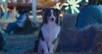 Movie still from “Strays” (2023), directed by Josh Greenbaum – A brown and white dog sitting on top of a grass covered field; Medium shot, High angle