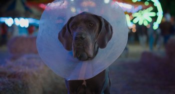 Movie still from “Strays” (2023), directed by Josh Greenbaum – A dog with a cone around its neck; Close Up shot, High angle