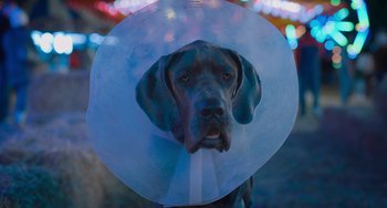 Movie still from “Strays” (2023), directed by Josh Greenbaum – A dog wearing a cone of shame; Close Up shot, Low angle