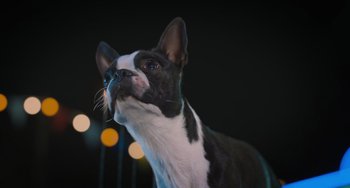 Movie still from “Strays” (2023), directed by Josh Greenbaum – A black and white dog is looking up at the sky; Close Up shot, Low angle