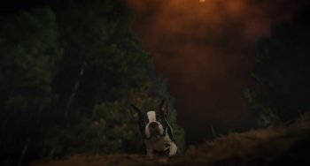 Movie still from “Strays” (2023), directed by Josh Greenbaum – A black and white dog sitting on top of a grass covered field; Extreme Wide shot, High angle
