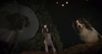 Movie still from “Strays” (2023), directed by Josh Greenbaum – A black and white dog standing next to a white frisbee; Wide shot, High angle
