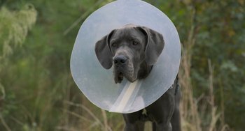 Movie still from “Strays” (2023), directed by Josh Greenbaum – A dog with a cone around its neck; Close Up shot, High angle