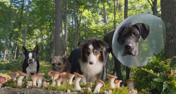 Movie still from “Strays” (2023), directed by Josh Greenbaum – A group of dogs standing next to mushrooms in a forest; Wide shot, Low angle