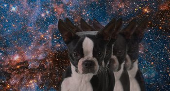 Movie still from “Strays” (2023), directed by Josh Greenbaum – Three black and white dogs in front of a space background; Wide shot, Low angle