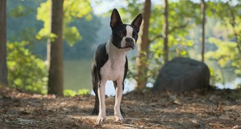 Movie still from “Strays” (2023), directed by Josh Greenbaum – A black and white dog standing in the woods; Wide shot, High angle
