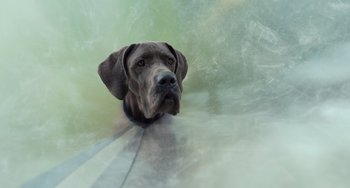 Movie still from “Strays” (2023), directed by Josh Greenbaum – A dog's head in a pool; Close Up shot, Low angle