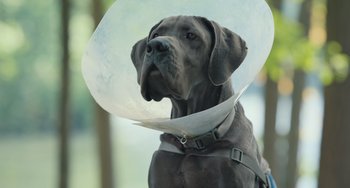 Movie still from “Strays” (2023), directed by Josh Greenbaum – A dog with a cone on it's head; Medium shot, Low angle