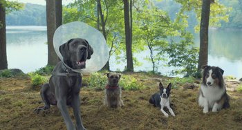 Movie still from “Strays” (2023), directed by Josh Greenbaum – Three dogs sitting in the grass with a cone on their head; Wide shot, Low angle