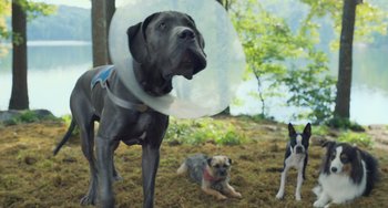 Movie still from “Strays” (2023), directed by Josh Greenbaum – A dog with a cone around its neck and another dog with it's collar around it's neck; Wide shot, Low angle