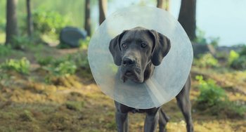Movie still from “Strays” (2023), directed by Josh Greenbaum – A dog with a cone around its neck; Wide shot, Over the shoulder angle