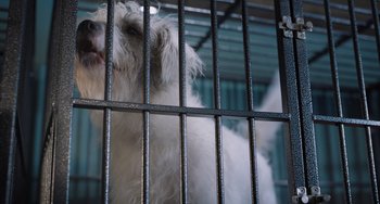 Movie still from “Strays” (2023), directed by Josh Greenbaum – A white dog is behind bars in an enclosure; Extreme Close Up shot, Low angle