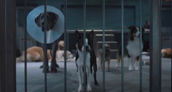 Movie still from “Strays” (2023), directed by Josh Greenbaum – A group of dogs that are standing in a room together; Wide shot, High angle