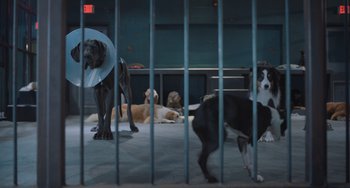 Movie still from “Strays” (2023), directed by Josh Greenbaum – A group of dogs that are sitting in front of a cage; Wide shot, High angle