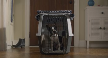 Movie still from “Strays” (2023), directed by Josh Greenbaum – A small dog in a carrier on the floor; Wide shot, High angle