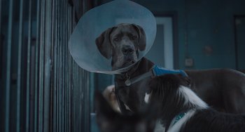 Movie still from “Strays” (2023), directed by Josh Greenbaum – A dog with a cone on its head; Close Up shot, Low angle