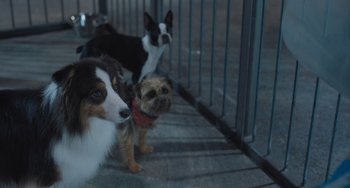 Movie still from “Strays” (2023), directed by Josh Greenbaum – A couple of dogs standing next to each other on a sidewalk; Wide shot, Low angle