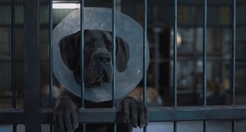 Movie still from “Strays” (2023), directed by Josh Greenbaum – A caged dog with a cone on it's head; Close Up shot, High angle
