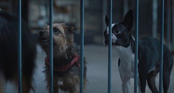 Movie still from “Strays” (2023), directed by Josh Greenbaum – Two small dogs looking through the bars of a cage; Close Up shot, Low angle