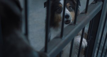 Movie still from “Strays” (2023), directed by Josh Greenbaum – A brown and white dog behind bars looking at the camera; Extreme Close Up shot, High angle