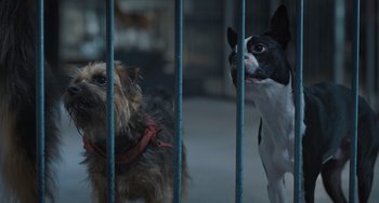 Movie still from “Strays” (2023), directed by Josh Greenbaum – Two small dogs in a cage looking at each other; Close Up shot, High angle