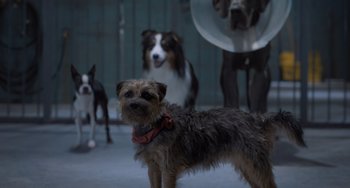 Movie still from “Strays” (2023), directed by Josh Greenbaum – A group of dogs standing next to each other on the ground; Wide shot, Low angle