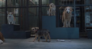 Movie still from “Strays” (2023), directed by Josh Greenbaum – Three dogs in a fenced in area with one dog walking on the ground; Wide shot, Low angle