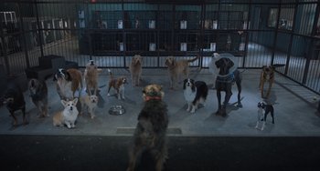 Movie still from “Strays” (2023), directed by Josh Greenbaum – A group of dogs standing around in an enclosure; Wide shot, High angle