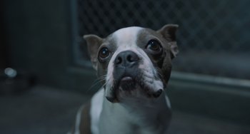 Movie still from “Strays” (2023), directed by Josh Greenbaum – A dog's face looking up; Extreme Close Up shot, High angle
