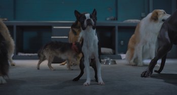 Movie still from “Strays” (2023), directed by Josh Greenbaum – A group of dogs standing in a room; Wide shot, Low angle