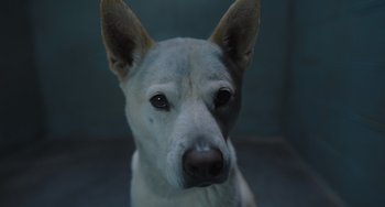 Movie still from “Strays” (2023), directed by Josh Greenbaum – A dog's face with a blurry background; Extreme Close Up shot, High angle