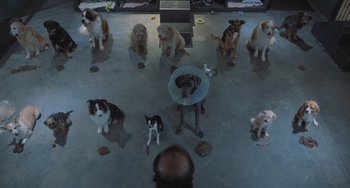 Movie still from “Strays” (2023), directed by Josh Greenbaum – A group of cats and dogs sitting in a circle; Wide shot, High angle