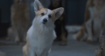 Movie still from “Strays” (2023), directed by Josh Greenbaum – A dog standing on its hind legs in a room; Close Up shot, Over the shoulder angle
