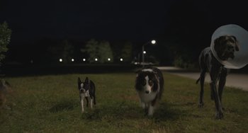Movie still from “Strays” (2023), directed by Josh Greenbaum – Two dogs standing in the grass at night; Wide shot, High angle