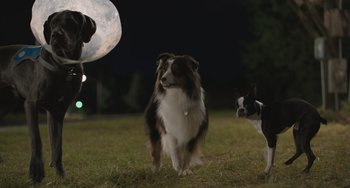 Movie still from “Strays” (2023), directed by Josh Greenbaum – Two dogs playing with a frisbee in a field at night; Wide shot, Low angle