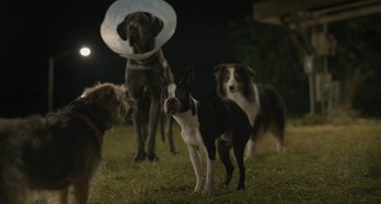 Movie still from “Strays” (2023), directed by Josh Greenbaum – A group of dogs standing in the grass with a cone on their head; Wide shot, Low angle