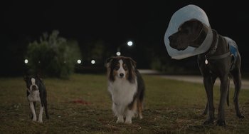 Movie still from “Strays” (2023), directed by Josh Greenbaum – A brown and white dog standing on top of a grass covered field; Wide shot, Low angle
