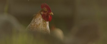 Movie still from “The Biggest Little Farm: The Return” (2022), directed by John Chester – A chicken's head in the grass; Extreme Close Up shot, High angle