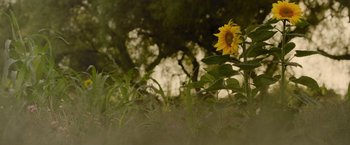 Movie still from “The Biggest Little Farm: The Return” (2022), directed by John Chester – A yellow flower in a field with trees in the background; Extreme Close Up shot, Low angle