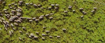 Movie still from “The Biggest Little Farm: The Return” (2022), directed by John Chester – A herd of sheep grazing on a lush green field; Extreme Wide shot, Overhead angle