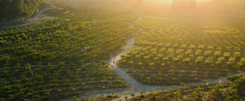 Movie still from “The Biggest Little Farm: The Return” (2022), directed by John Chester – An aerial view of a dirt road with trees in the background; Extreme Wide shot, High angle