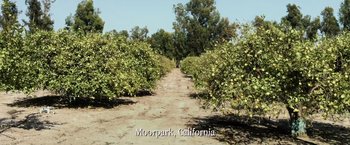 Movie still from “The Biggest Little Farm: The Return” (2022), directed by John Chester – A dirt road surrounded by a grove of fruit trees in moorpark , california; Extreme Wide shot, High angle