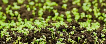 Movie still from “The Biggest Little Farm: The Return” (2022), directed by John Chester – View of a field of green plants; Extreme Close Up shot, Overhead angle