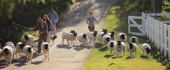 Movie still from “The Biggest Little Farm: The Return” (2022), directed by John Chester – A group of people herding a herd of sheep down a road; Wide shot, High angle